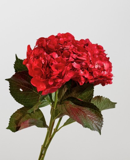 Hortensia Select Tint. Rojo 60cm 15/16