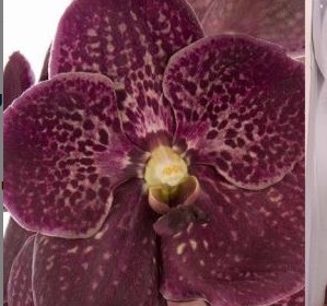 Vanda Chocola Red x16