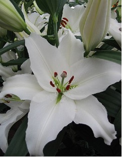 Oriental Hol. Bl. Pathos 85cm 3 fl.