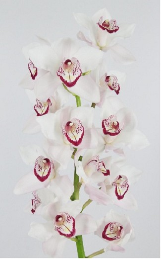 Cymbidium Mon Amour 80cm bl.