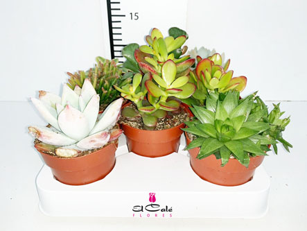 P. Succulenta Nac. Mixta "Caja" 8.5/15cm (Precio x8 uds.)