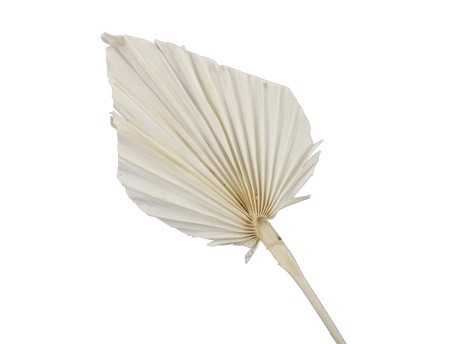 Palms Spear Seco Blanco 40cm (7 Tallos)