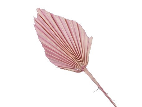 Palms Spear Rosa 40cm (7 Tallos)