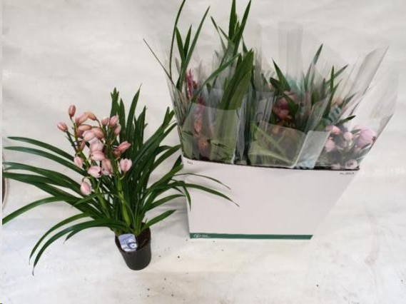 P. Cymbidium Mix 14/75cm x8  2Tall.