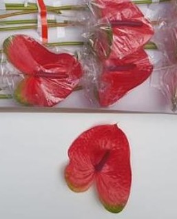 Anthurium Hol. Mars Imp 11  "CC16"