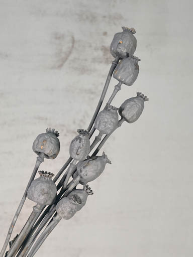 Papaver Seco Gris 50cm 70g