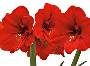 Amaryllis Ferrari Rojo "CC15"