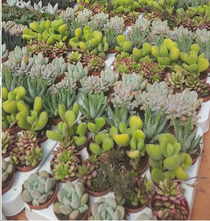 P. Succulenta Nac. Mixta "Caja" 5.5/10cm (Precio x20 uds.)