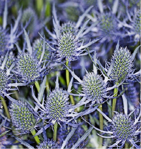 Eryngium Col. Azul 60cm x10
