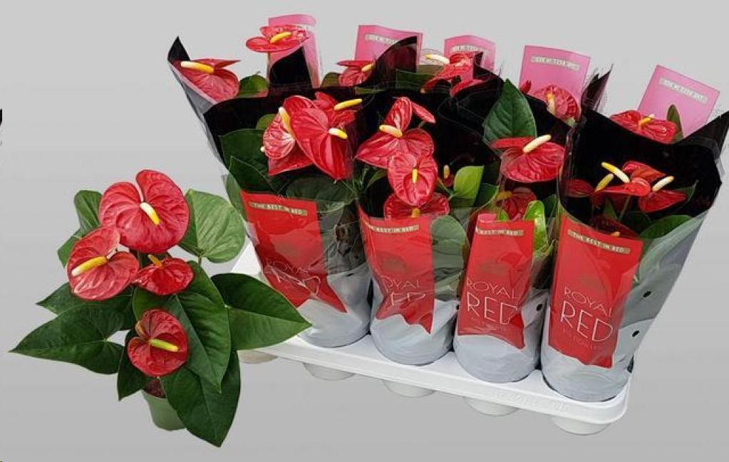 P. Anthurium An Royal Champion 12/45cm x10 +5flores