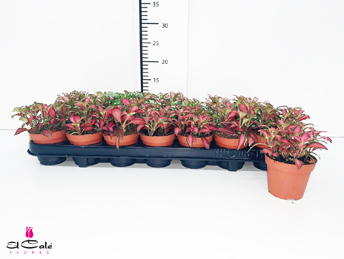 P. Fitt Mixto 7 Kl 8.5/12cm "CC21"