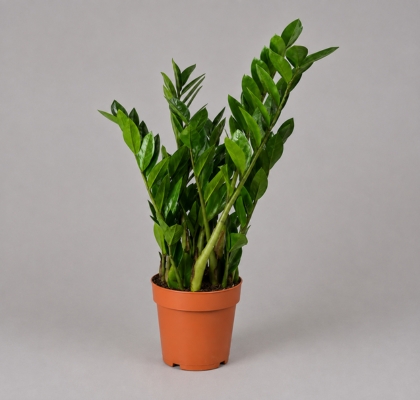 P. Zamioculca Zamiifol 17/80cm x6 8T