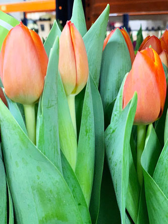 Tulipan Hol. Time Out 35cm Nar.