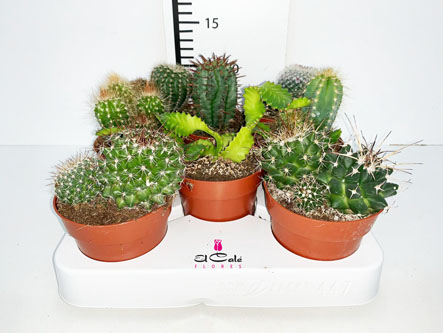 P. Cactus Nac. Mixto "Caja" 8.5/15cm (Precio x8 uds.)