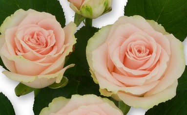 Rosa Hol. Doris Day 60cm