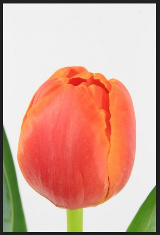 Tulipan Hol. Doble Icoon 40cm Nar.