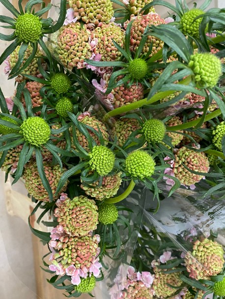Scabiosa Nac. Rosa 65cm
