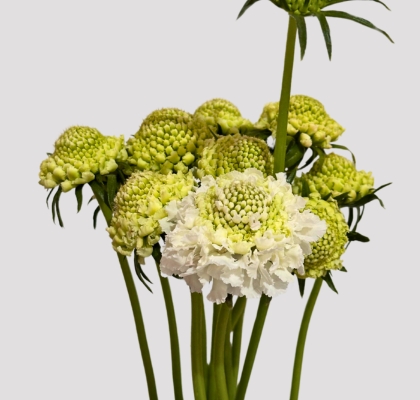 Scabiosa Nac. Blanca 65cm x10