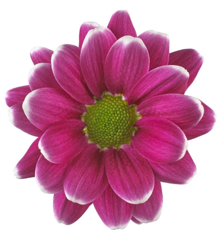 Margarita Nac. Alamos 75gr