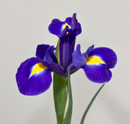Iris Blue Magic 65cm 35gr
