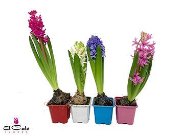 P. Jacintos Mixto 4Kl 1-flor 7/15cm "CC20"