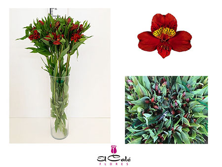 Alstroemeria Nac. Roja 80cm