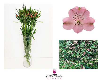 Alstroemeria Nac. Rosa 80cm