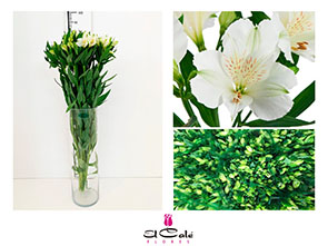Alstroemeria Nac. Blanca 80cm