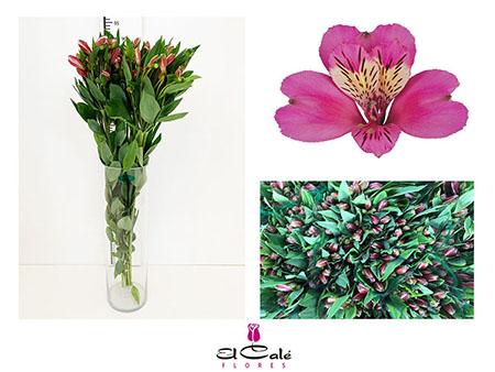 Alstroemeria Nac. Fucsia 80cm