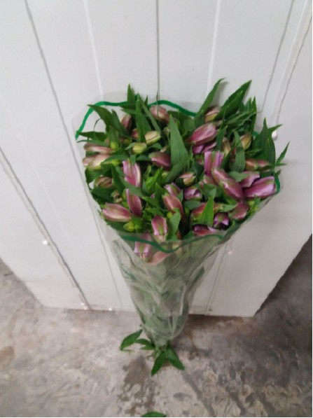 Alstroemeria Nac. Malva 80cm
