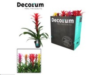 P. Guzmania Mixta XXL 13/65cm x10 -Decorum-