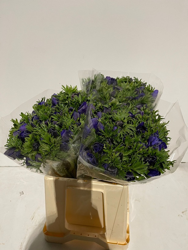 Anemona Italia Galilea Azul 45cm