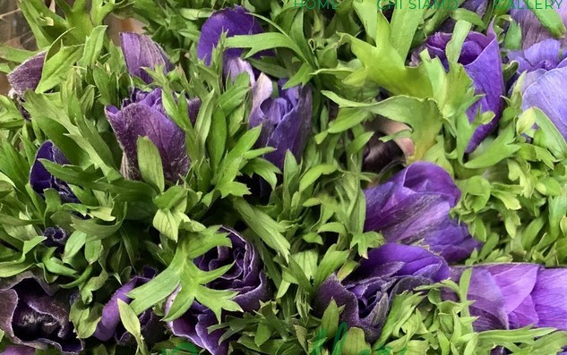 Anemona Italia Mistral Azul 45cm