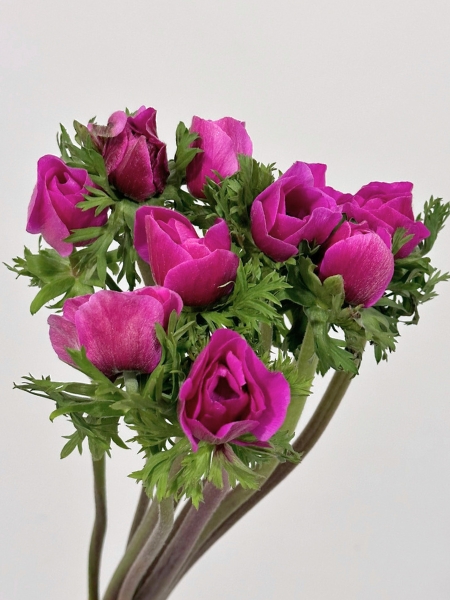 Anemona Italia Mistral Fucsia 45cm "Extra"