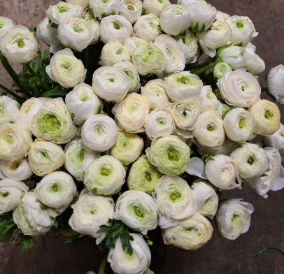 Ranunculos Italia Elegance Blanco 45cm