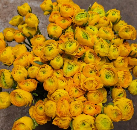 Ranunculos Italia Elegance Amarillo 45cm