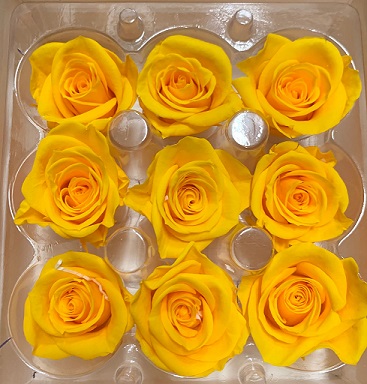 Rosa Preservada Kiara Amarilla Caja 9 Cabezas 3.5x3.5Hcm