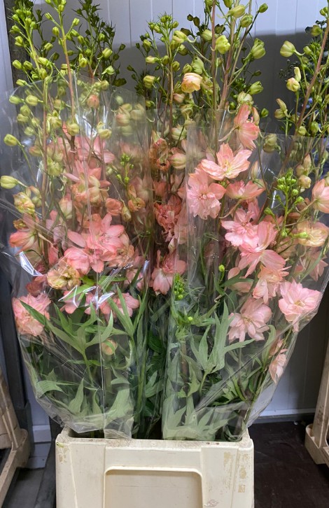 Delphinium Nac. Salmon 80cm