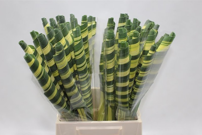 Pandanus Rollo Bicolor 45cm