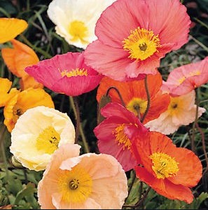 Papaver Flor Mixto "x25 tallos"