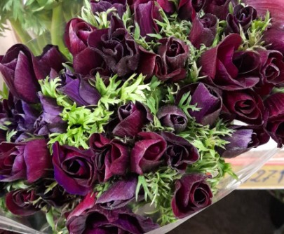 Anemona Italia Mistral Granate 45cm "Extra"