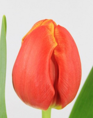Tulipan Hol. Esta Bonita 40cm Narj.