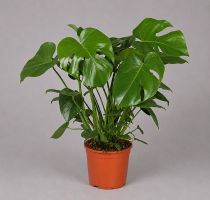 P. Monstera Deliciosa 21/70cm