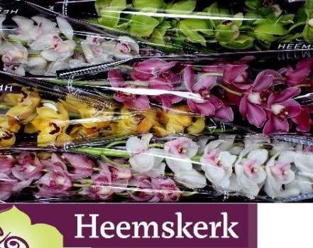 Cymbidium Mixta 80cm " Heemskerk "