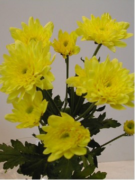 Margarita Nac. Altair 75gr Am.