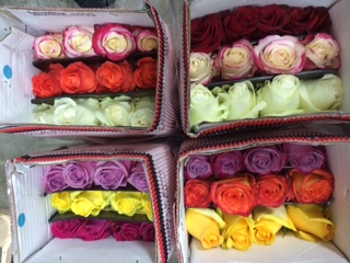 Rosa Ecu. Popurri 60cm INF