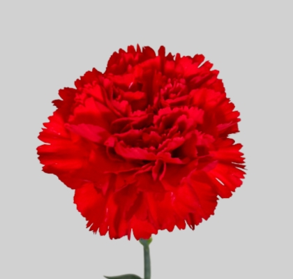 Clavel Nac. 55cm Rojo