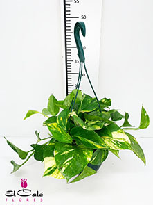 P. Pothos Nac. Colgante 20�