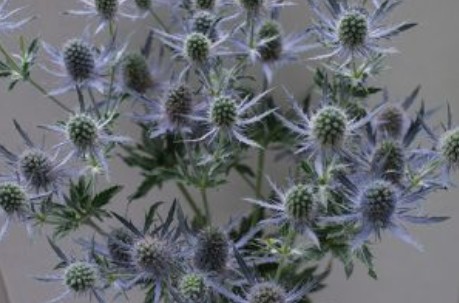 Eryngium Ecu. Mag. Blue Lagoon 50cm x5