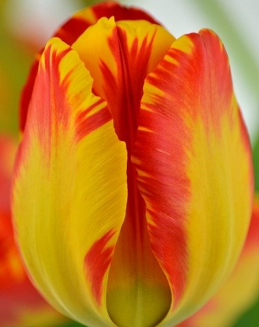 Tulipan Hol. Banja Luka 40cm Bic.